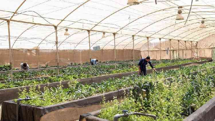 Pessoas em cultivo de alimentos verdes