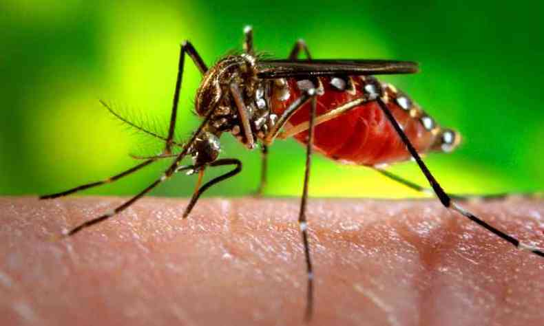 A doena tambm  transmitida pelo mosquito Aedes aegypti(foto: Ag. Para - Belem- PA, Brasil )