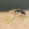 Aedes aegypti se adapta e passa a se reproduzir em água suja também