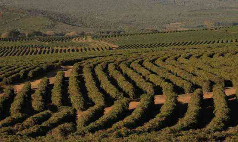 Gigantesco produtor de caf, o grupo Montesanto Tavares expandiu lavoura nos municpios de Pirapora, no Norte de Minas, e Barreiras, na Bahia (foto: Montesanto Tavares/Divulgao)