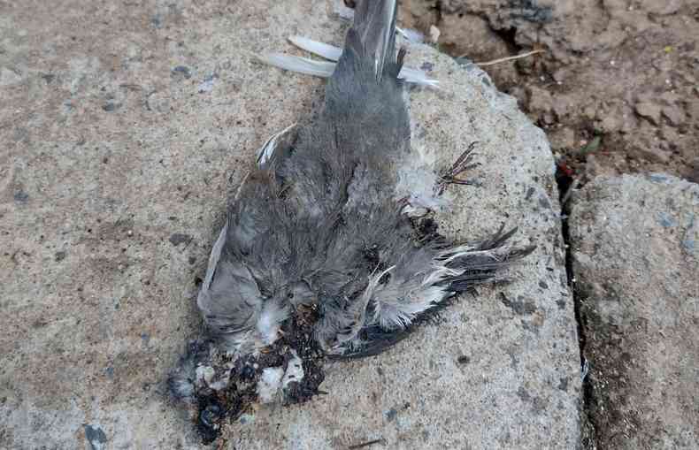 foto mostra ave morta