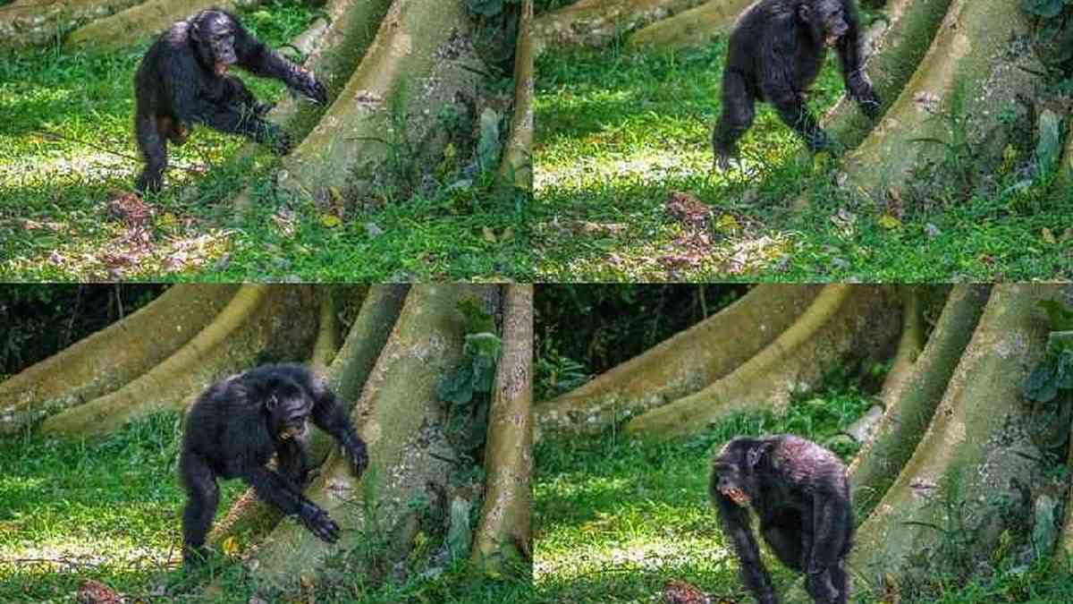 Chimpanzés batucam em árvores para se comunicar na selva - Ciência - Estado  de Minas
