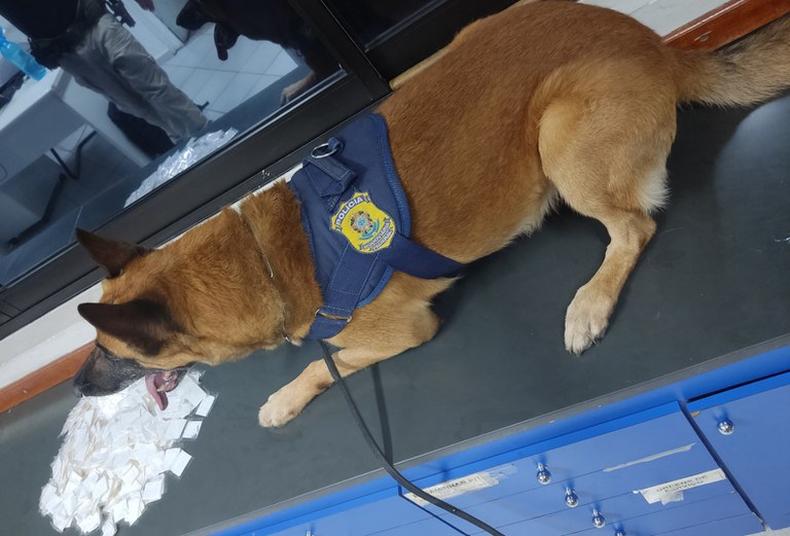 Ao realizar vistorias nas bagagens, cães farejadores identificaram a presença da droga no interior de um pacote lacrado(foto: PRF/Divulgação) Ao realizar vistorias nas bagagens, cães farejadores identificaram a presença da droga no interior de um pacote lacrado