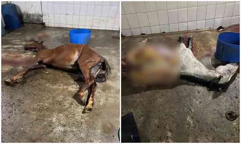 Com o apoio da Polícia Militar (PM), a operação foi deflagrada nessa segunda-feira (16/5) após o recebimento de uma denúncia anônima sobre o abatimento de cavalos