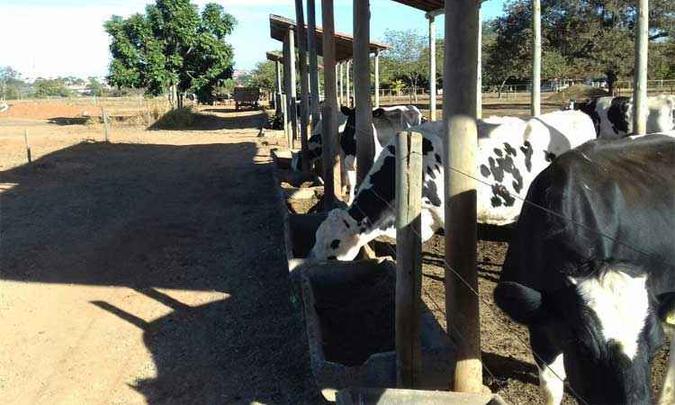 No Norte de Minas, alguns produtores alimentam o gado no longo de estiagem com ração complementar à base de sorgo ou de milho, com uma boa silagem(foto: Otaviano Pires/Divulgação) No Norte de Minas, alguns produtores alimentam o gado no longo de estiagem com ração complementar à base de sorgo ou de milho, com uma boa silagem(foto: Otaviano Pires/Divulgação)