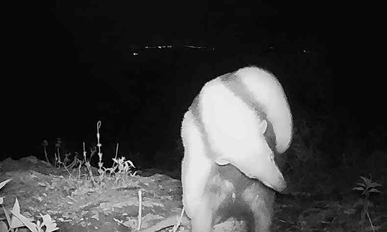 Com desenho preto nos ombros e barriga que lembra um suspensório, o tamanduá-mirim também circulou pelas entradas rochosas em busca de alimento