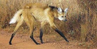 O lobo-guar� n�o vive em alcateia, tem h�bitos noturnos, mas tamb�m pode ser visto durante o dia em �reas abertas, geralmente de campo(foto: Douglas Trent/Divulga��o - 3/3/2010)