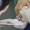 Novo teste do pezinho garantirá diagnóstico de 14 doenças raras