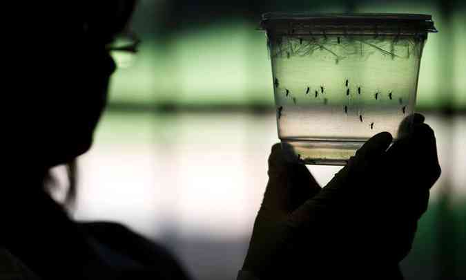 Mosquitos naturalmente infectados pelo vrus da zika foram encontrados pela primeira vez no Brasil(foto: Nelson Almeida/AFP)