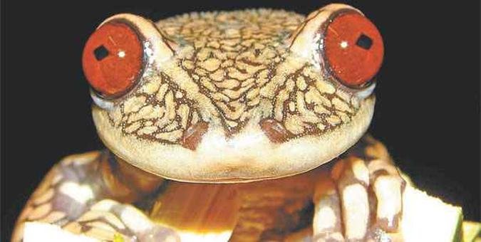 <i>Aparasphenodon pomba</i>, perereca encontrada em Shinimbú, Cataguases, na Zona da Mata mineira(foto: Clodoaldo Lopes de Assis / Divulgação) <i>Aparasphenodon pomba</i>, perereca encontrada em Shinimbú, Cataguases, na Zona da Mata mineira(foto: Clodoaldo Lopes de Assis / Divulgação)