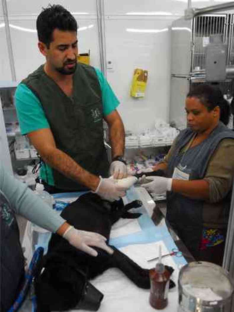 Hospital Veterinrio de Campanha tem 35 ces internados(foto: Alain Dhome/Esp. EM)