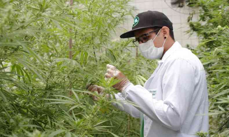 Imagem de divulgao onde uma pessoa com EPIs cuida de espcimes de Cannabis
