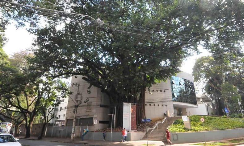arvore ficus ao lado do museu abilio barreto