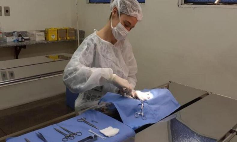 Profissional de sade realiza procedimento de castrao em animal 