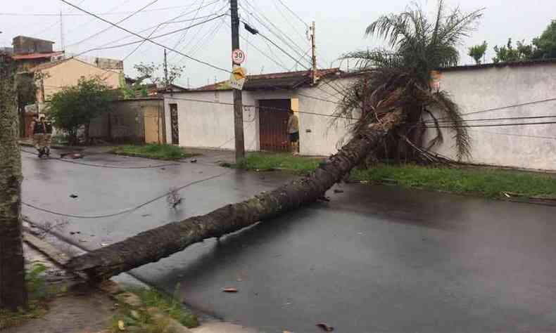 Palmeira bloqueou a Rua Ramalho Ortigo, no Bairro Santa Branca(foto: Alex Costa/Defesa Civil BH)