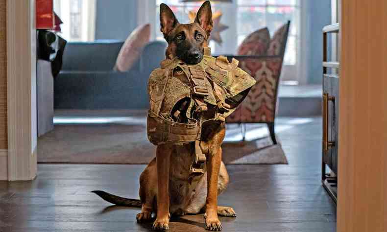 Cadela Lulu com adereços do Exército enrolados no corpo em cena do filme Dog A aventura de uma vida 