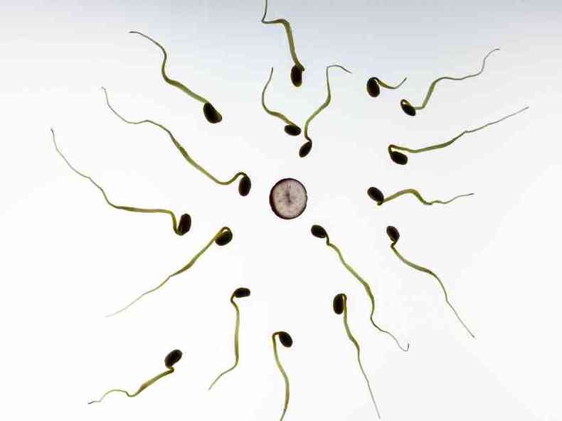 Espermatozoides e vulo