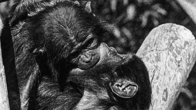 Dois macacos se beijando 'de lngua' em rvore