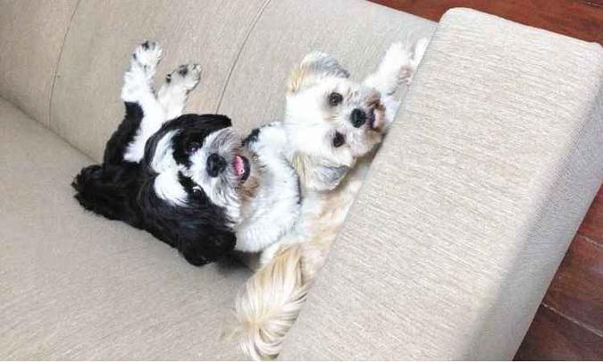Donga e Mel ficam tranquilos e comportados quando estão sozinhos(foto: arquivo pessoal) Donga e Mel ficam tranquilos e comportados quando estão sozinhos(foto: arquivo pessoal)