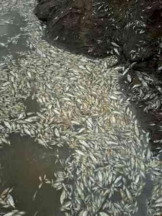 Centenas de peixes mortos foram recolhidos no Paraopeba em Juatuba(foto: Codema Juatuba/Divulgao)
