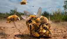 Foto de 'bola' de abelhas enfurecidas vence prmio de fotgrafo de natureza do ano