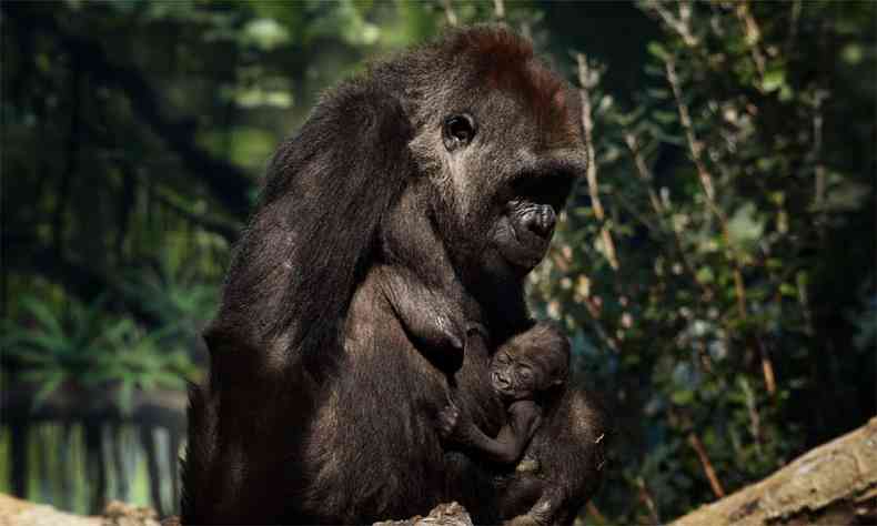 Ainda no se sabe se os gorilas tero uma reao grave  doena(foto: MARK RALSTON / AFP )