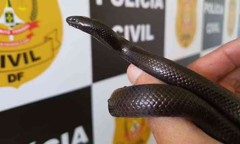 Cobra nigritus foi apreendida em operao da polcia civil nesta quinta-feira