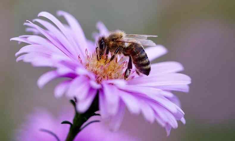 As mortes das abelhas ocorreram em 18 e 19 de junho