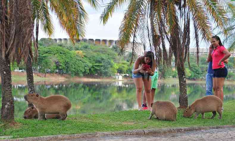 Jovem fotografa capivaras tranquilamente na orla da Lagoa da Pampulha, sem demonstrar receio com relao ao carrapato-estrela(foto: Ramon Lisboa/EM/D.A PRESS)