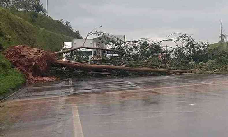 Congestionamento na BR-381 para retirada de rvores na pista(foto: Reproduo Internet)