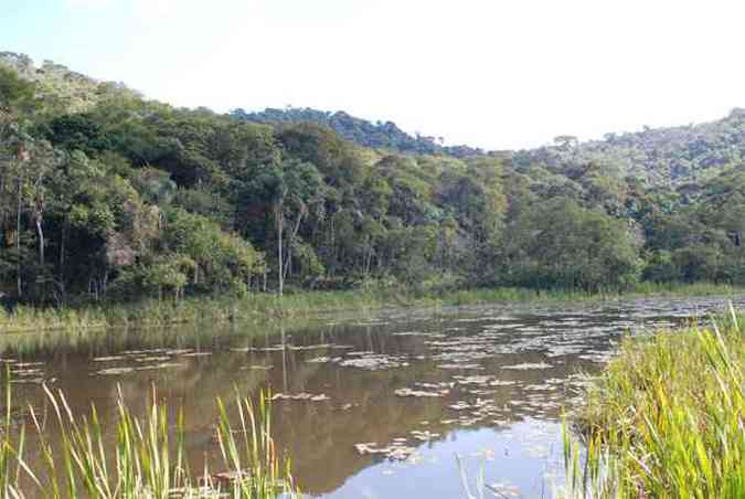 Pesquisadores descobriram, na Mata do Krambeck, espcies vegetais distintas das encontradas na Zona da Mata Mineira (foto: Divulgao)