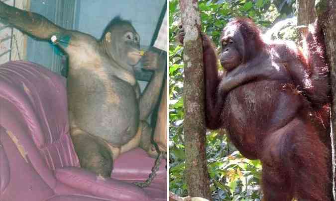 Na primeira foto, Pony no dia em que foi resgatada. Na segunda, a orangotango vivendo em uma ilha, junto com outras fêmeas(foto: Indrayana, Nyaru Menteng Enrichment Staff and Photographer)