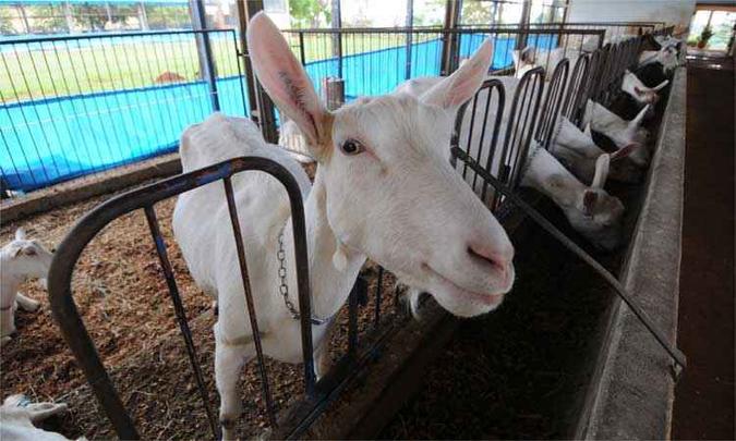 Grande capacidade de adaptação e rentabilidade são alguns dos atrativos da criação de caprinos e ovinos para a produção de leite ou carne em várias regiões brasileiras, segundo investidores(foto: Leandro Couri/EM/D.A Press) Grande capacidade de adaptação e rentabilidade são alguns dos atrativos da criação de caprinos e ovinos para a produção de leite ou carne em várias regiões brasileiras, segundo investidores(foto: Leandro Couri/EM/D.A Press)