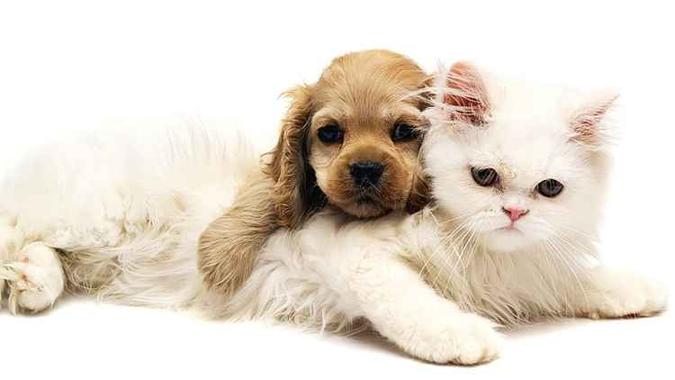 Os donos de cães e gatos gastam mais do que imaginam. A maior parte dos entrevistados chega a gastar mais 100 reais por mês com os bichinhos(foto: PetShow/Divulgação) Os donos de cães e gatos gastam mais do que imaginam. A maior parte dos entrevistados chega a gastar mais 100 reais por mês com os bichinhos(foto: PetShow/Divulgação)