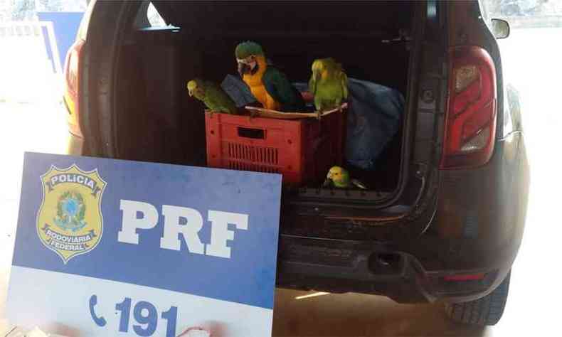 Aves resgatadas foram entregues a uma equipe do Ibama(foto: PRF/Divulgao)