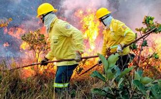 (foto: Divulgação/Sema DF ) (foto: Divulgação/Sema DF )