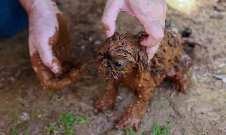 Aps rompimento da barragem, foto de filhote de cachorro resgatado viralizou(foto: Rodney Costa)