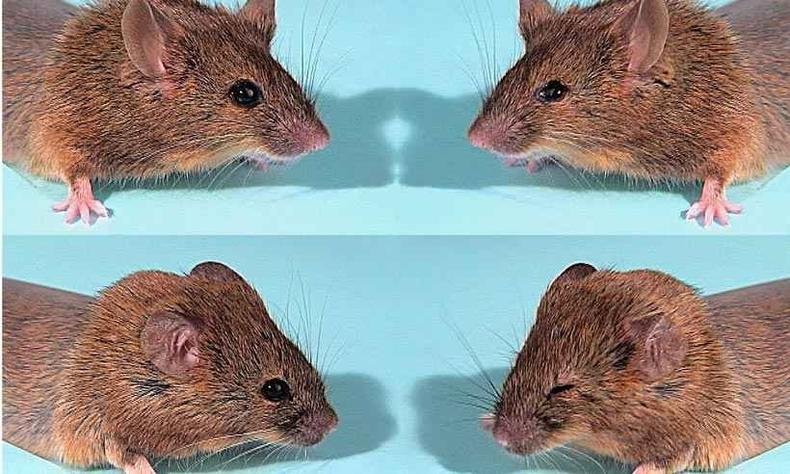 Animais que receberam a substncia tiveram a capacidadae de enxergar no escuro ampliada, sem efeitos colaterais(foto: universidade de UTaH/divulgao)
