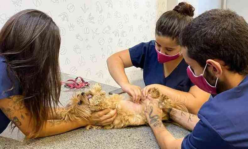 O exame de palpao  um dos primeiros contatos entre o mdico veterinrio e os pets, a fim de diagnosticar a existncia de ndulos(foto: Una/Divulgao)