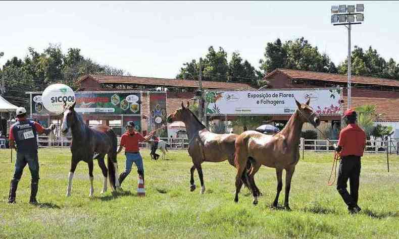 Os cavalos que vo participar da exposio em BH foram classificados em eventos em todas as regies do pas(foto: Edsio Ferreira/EM/D.A Press %u2013 31/5/17)