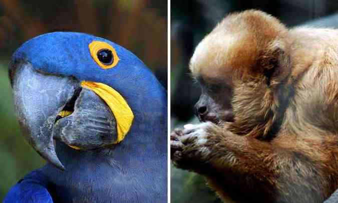 Arara-azul-grande, que deixou a lista, e o macaco-prego-galego, que passou a integrar levantamento de animais ameaados de extino(foto: defensoresdanatureza.com.br- Reproduo/ Bruna Monteiro/Esp. DP/D.A Press)