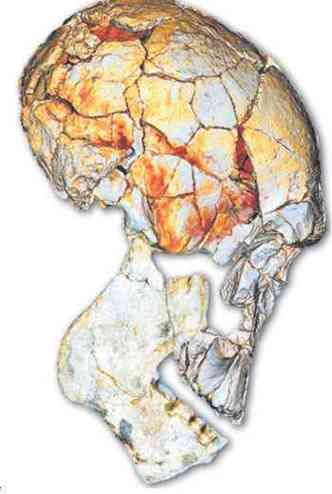 O crnio do KNM-ER 1470, formado a partir dos diferentes fsseis encontrados: caractersticas correspondentes s do Homo rudolfensis(foto: FRED SPOOR/DIVULGAO)