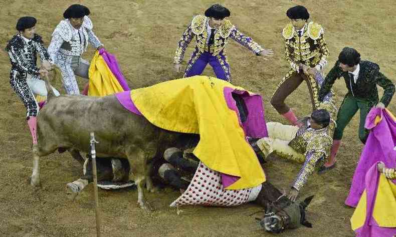Picador Rafael Torres ficou sob o touro e o cavalo que cavalgava(foto: LUIS ROBAYO / AFP)