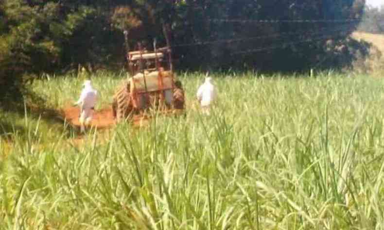 Trabalhadores vestidos com roupas de proteo brancas pulverizam plantao de cana 