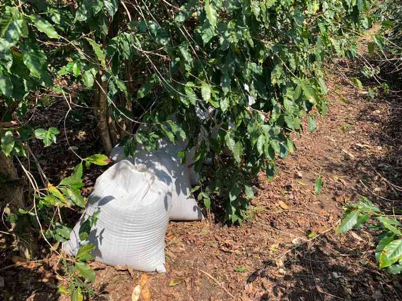 Sacas de caf furtadas pelo bando tambm foram recuperadas(foto: Polcia Civil/Divulgao )