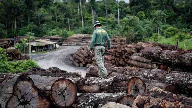 toras de madeira em parte da floresta destruida