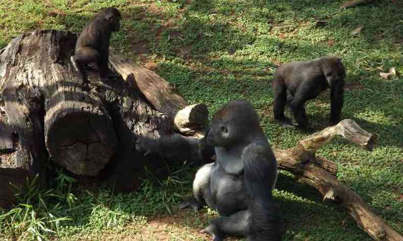 Gorilas do zoolgico de BH reunidos nesta tera-feira(foto: Suziane Fonseca/PBH/Divulgao )