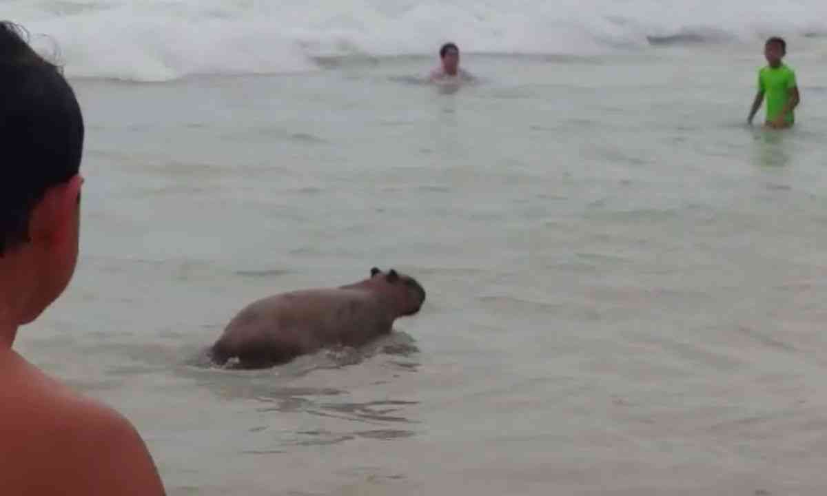 Vídeo mostra capivara se refrescando na praia de Santa Clara