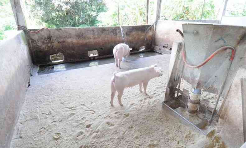 Dois porcos já vendidos, que esperavam para ser levados, eram os raros ocupantes do local (foto: Leandro Couri/EM/D.A Press)