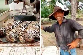 Polícia identifica fazenda onde onças-pintadas foram mortas